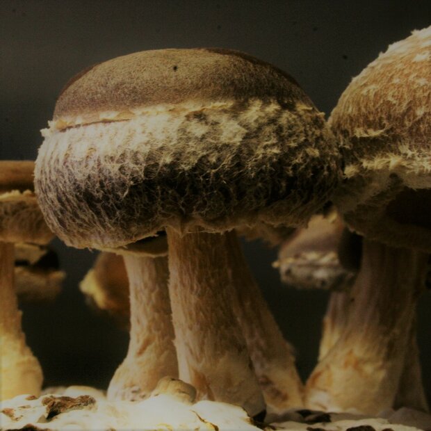 Bio-Shiitake - Stroh-Strain - Lentinula edodes - Reinkultur
