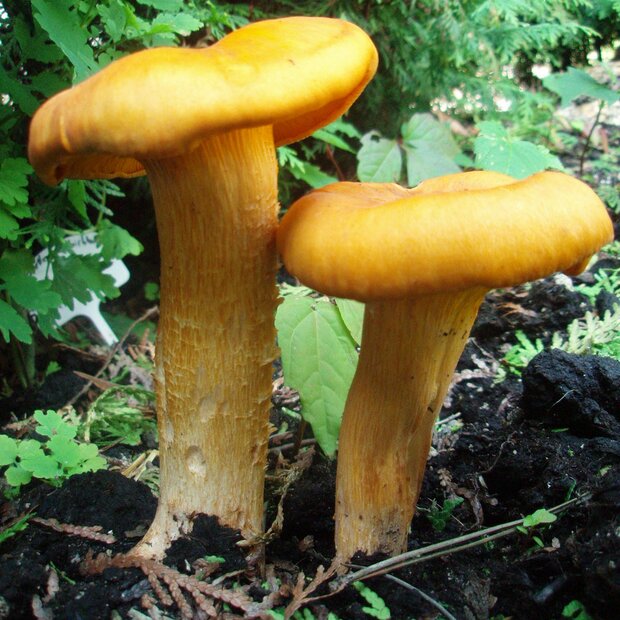 Dunkler Ölbaumtrichterling - Ompholatus olearius - Reinkultur