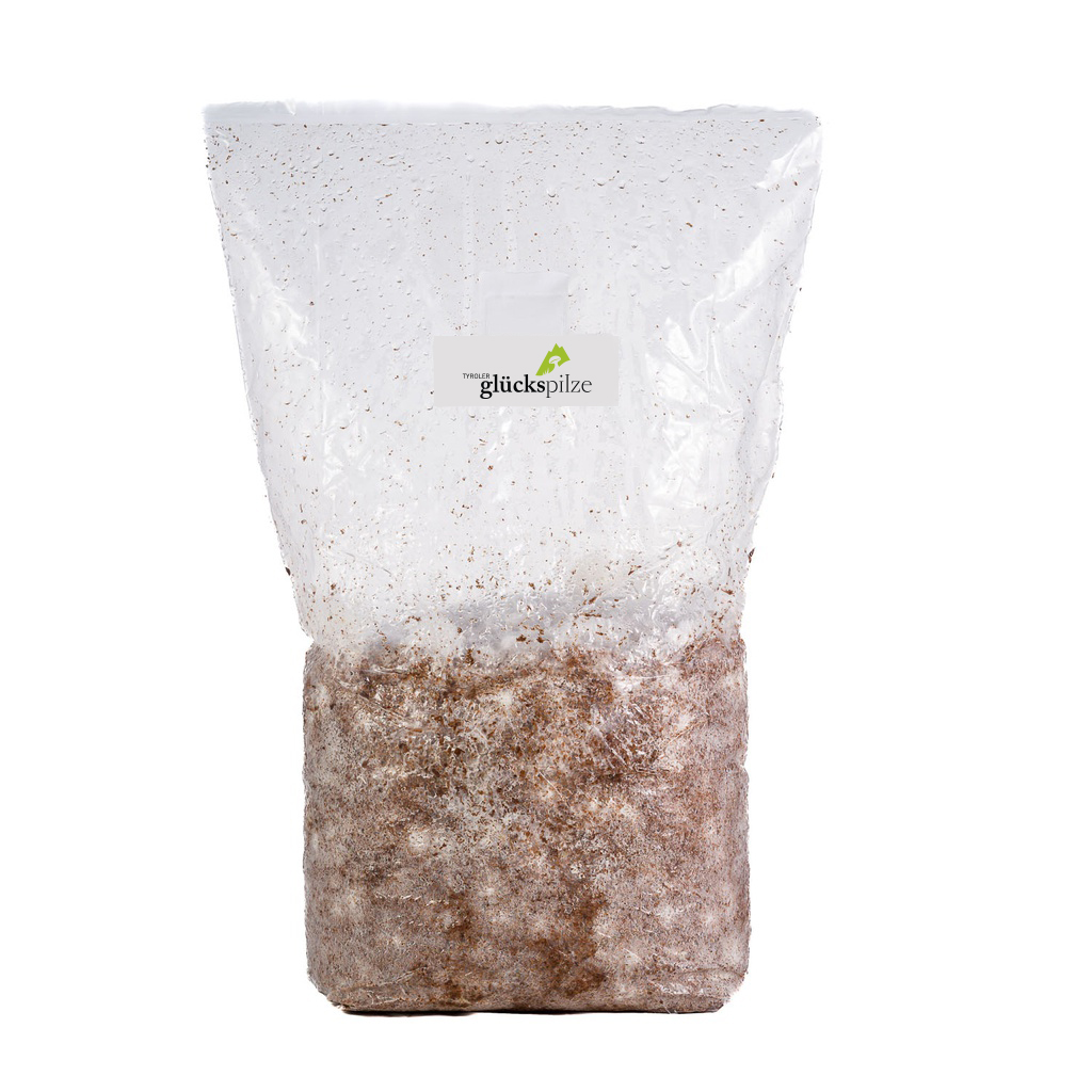 Organic Lion's Mane - Hericium erinaceus - Indoor Spawn Bag