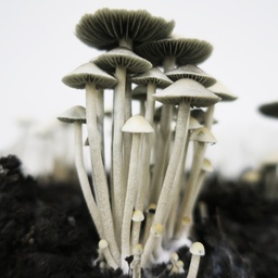 Panaeolus cyanescens "Australia"
