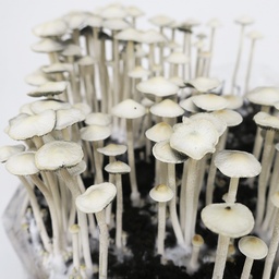 Panaeolus cyanescens "Huasteca"