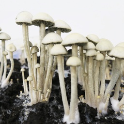 Panaeolus cambodginiensis "Sanchez"