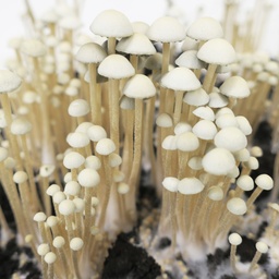 Panaeolus "Tropicalis"