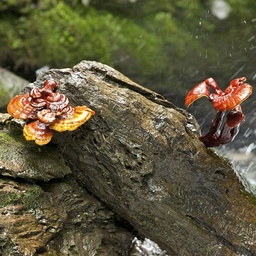 Organic Reishi - Ganoderma lucidum - Mushroom Patch 