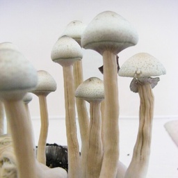 Cubensis Albino - A+