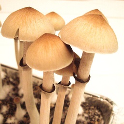 Cubensis Ecuador