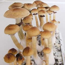 Cubensis Escondido (Mexico)