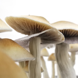 Cubensis Golden Teacher