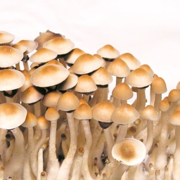 Cubensis Mexico (Dutch King)