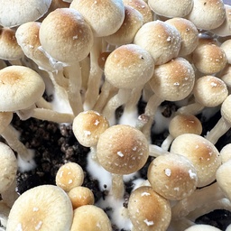Cubensis PF-Classic