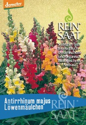 [AN347] Löwenmäulchen Saatgut