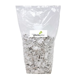 Organic Golden Oyster Mushroom - P. citrinopileatus - dowel spawn