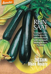 [AN332] Zucchini Black Beauty Seeds 