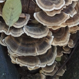 Organic Turkey Tail - Trametes versicolor - Pure Culture